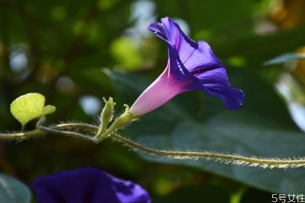 牽?；ǖ幕ㄕZ(yǔ)是什么呢 牽?；ǖ姆N植要注意什么呢
