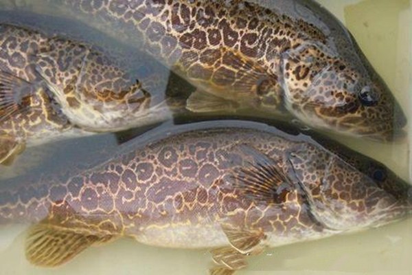 鱖魚和鱸魚能混養(yǎng)嗎 鱖魚和鱸魚哪個(gè)營(yíng)養(yǎng)好