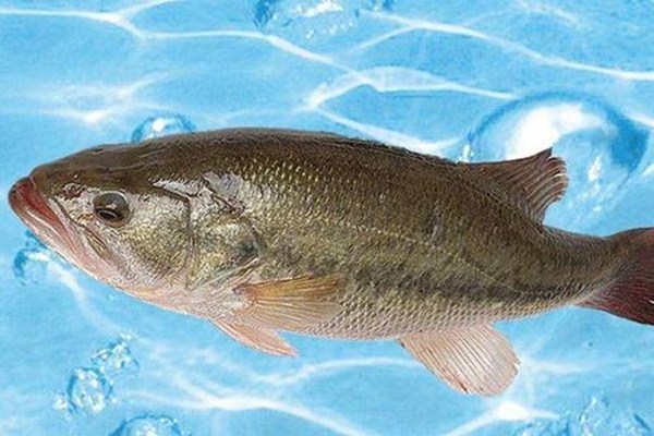 鱖魚和鱸魚能混養(yǎng)嗎 鱖魚和鱸魚哪個(gè)營(yíng)養(yǎng)好