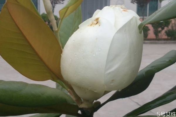 橡皮樹的花語(yǔ)是什么呢 橡皮樹有毒嗎
