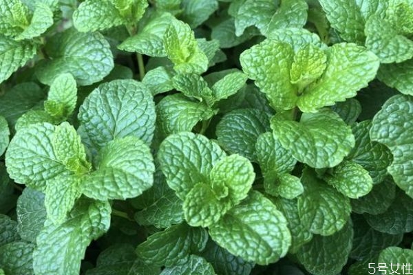 薄荷可以開(kāi)花嗎 薄荷對(duì)人體有什么好處呢