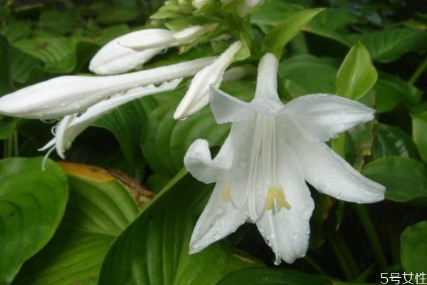 玉簪花會(huì)開(kāi)花嗎 玉簪花的種植有什么注意的呢