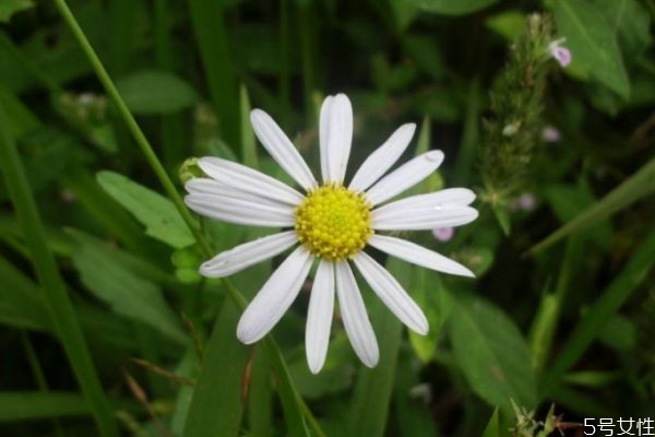 白晶菊的花語(yǔ)是什么呢 白晶菊花期是什么時(shí)候呢