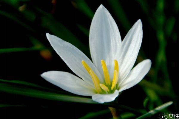 蔥蓮的花語(yǔ)是什么呢 蔥蓮的種植需要注意什么呢