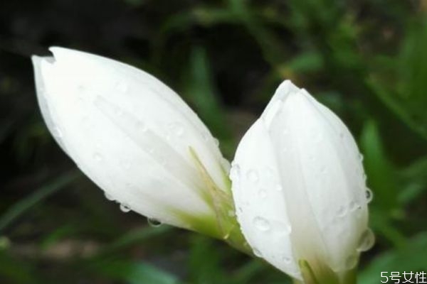 蔥蓮的花語(yǔ)是什么呢 蔥蓮的種植需要注意什么呢
