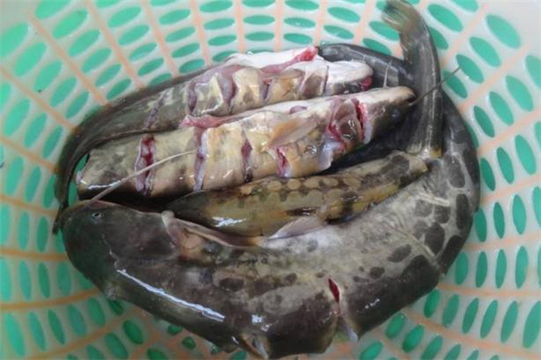 鯰魚(yú)有刺嗎 鯰魚(yú)是一根主刺嗎