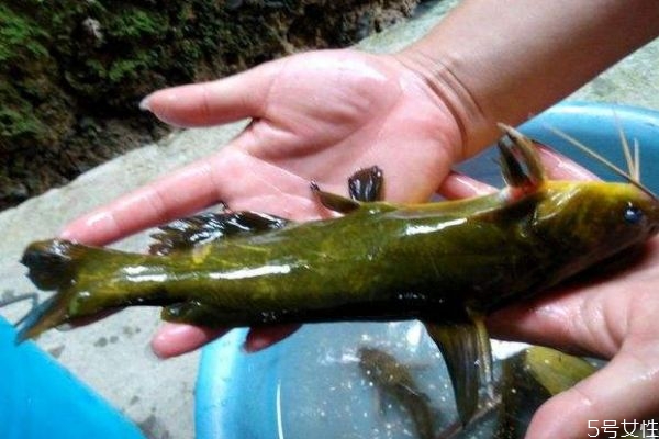 什么是黃刺魚(yú)呢 黃刺魚(yú)有什么營(yíng)養(yǎng)價(jià)值呢