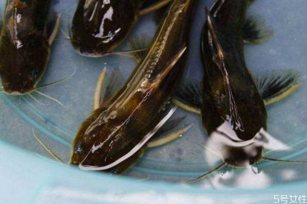 什么是黃刺魚(yú)呢 黃刺魚(yú)有什么營(yíng)養(yǎng)價(jià)值呢