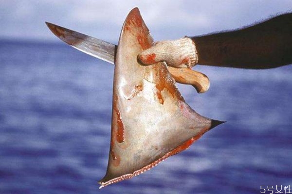 什么是魚(yú)翅呢 魚(yú)翅有什么營(yíng)養(yǎng)價(jià)值呢