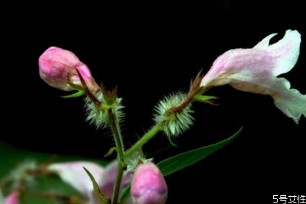 猬實(shí)的花語是什么呢 猬實(shí)的種植有什么注意的呢