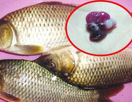 魚膽有毒嗎 魚膽中毒的表現