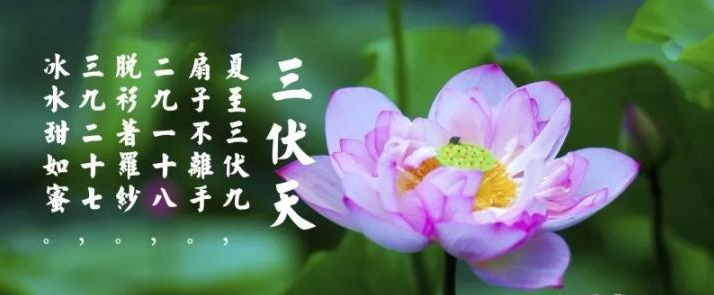 三伏天是什么？三伏天應注意什么？