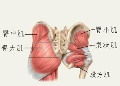 臀部練多久會(huì)有變大明顯的效果