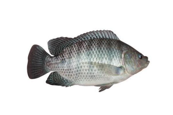 吃羅非魚對(duì)身體有害嗎 吃羅非魚會(huì)胖嗎