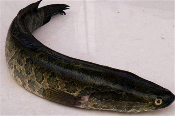 黑魚對(duì)傷口愈合有好處嗎 黑魚手術(shù)后能吃嗎