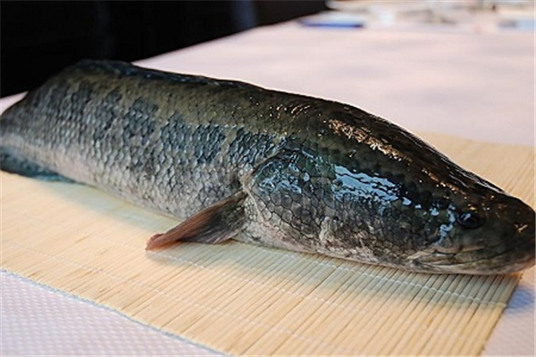 黑魚感覺(jué)肉不軟是怎么回事 黑魚口感是什么樣的