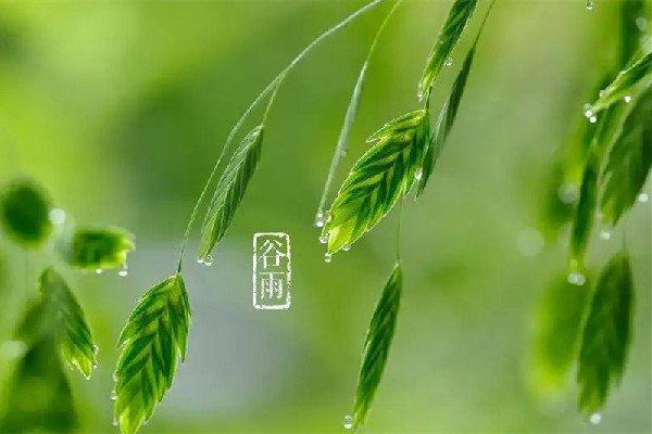 谷雨節(jié)氣會下雨嗎 谷雨節(jié)氣下雨好還是不下雨好