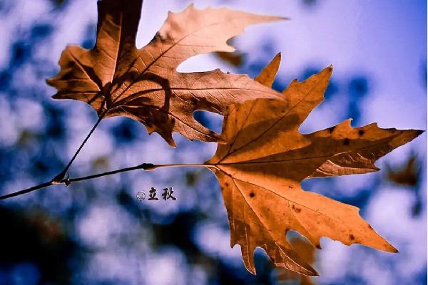 立秋會(huì)對人的身體產(chǎn)生什么樣的影響 立秋會(huì)掉頭發(fā)嗎