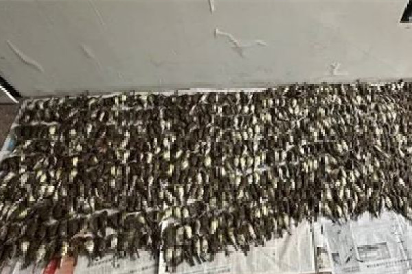 男子捕鳥(niǎo)近千只稱用來(lái)涮火鍋 涮火鍋的食材有哪些