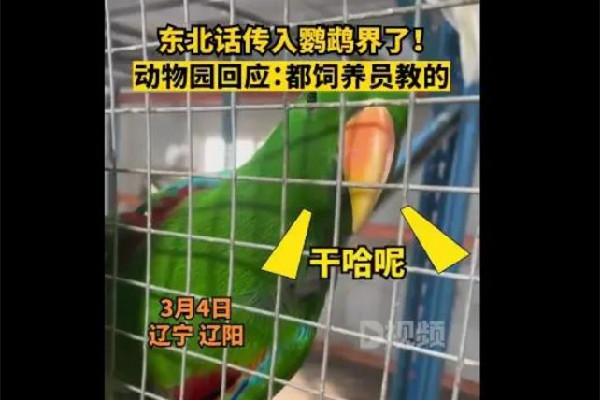 遼寧一動(dòng)物園鸚鵡滿(mǎn)嘴東北味 鸚鵡為什么會(huì)說(shuō)人話(huà)