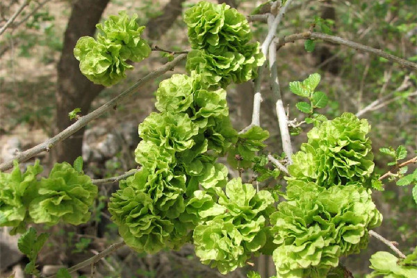 榆錢(qián)窩窩頭的家常做法 榆錢(qián)窩窩頭蒸多長(zhǎng)時(shí)間