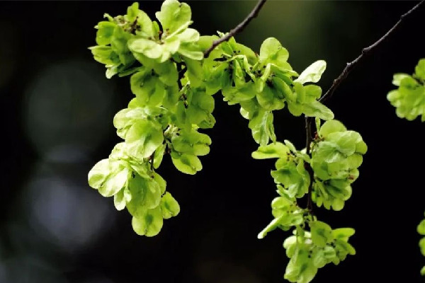 榆錢(qián)有點(diǎn)苦咋回事 榆錢(qián)發(fā)苦能吃嗎