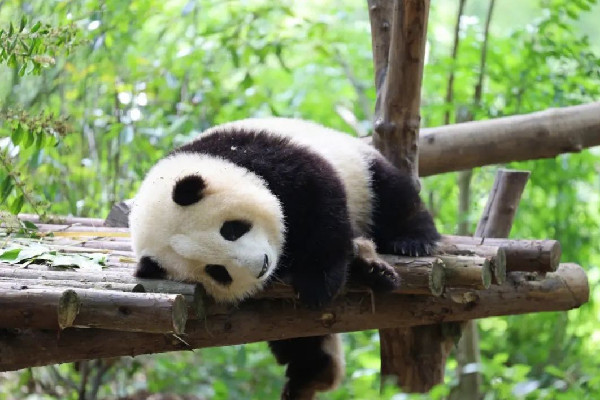飼養(yǎng)員用竹竿打熊貓暖暖園方回應(yīng) 熊貓是國家?guī)准壉Ｗo(hù)動物
